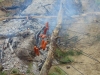 ognisko_6maj_14